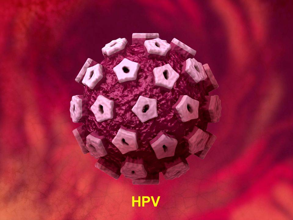فيروس الورم الحليمي البشري(HPV )عند الرجال والنساء