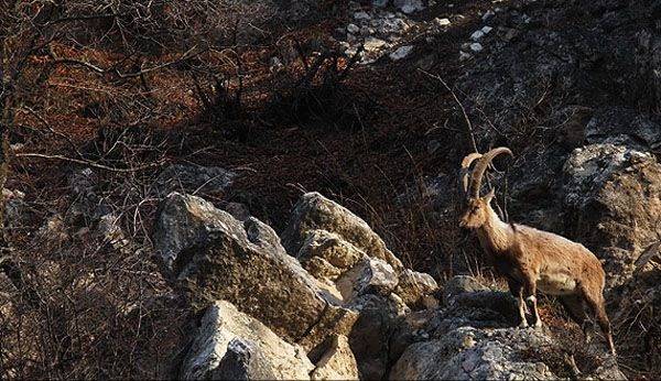 نصيحة حيوية للحيوانات في منتزه جولستان الوطني