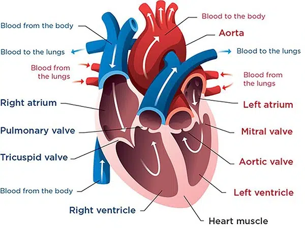 Blood flow through normal heart valves
