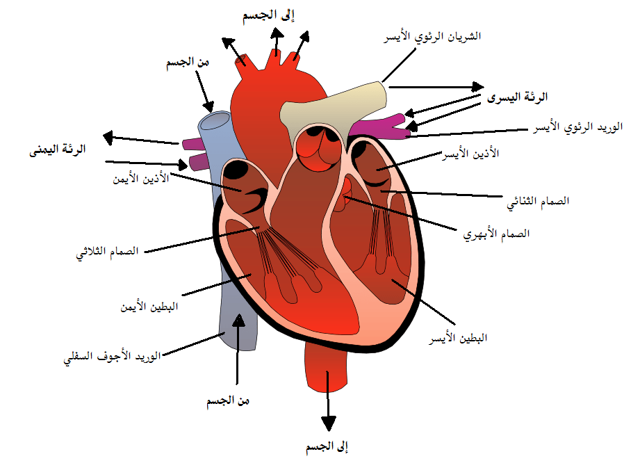 تدفق الدم خلال صمامات القلب الطبيعية